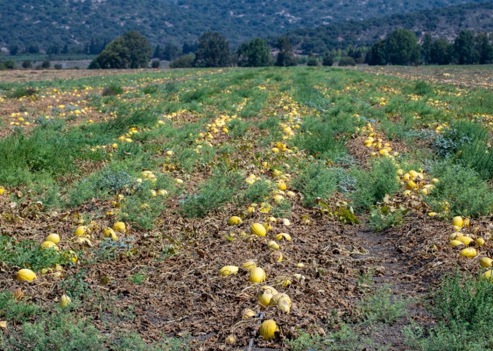 #18. Melons